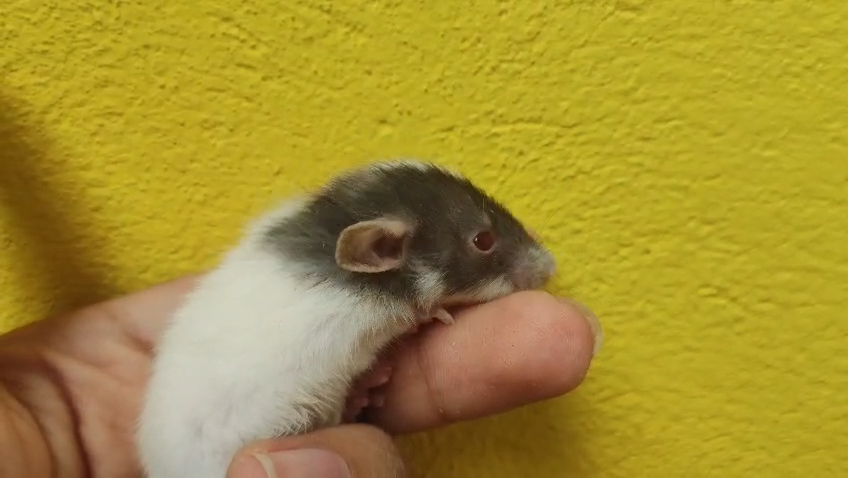 Dumbo Liso Capped - rato twister Capped Dumbo