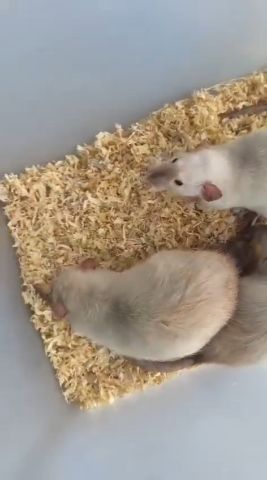 Dumbo Liso Siamês - rato twister Siamês Dumbo