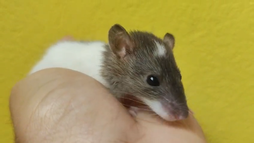 Standard Liso Hooded - rato twister Hooded Standard