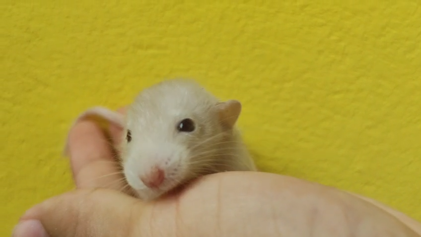 Dumbo Liso Hooded - rato twister Hooded Dumbo